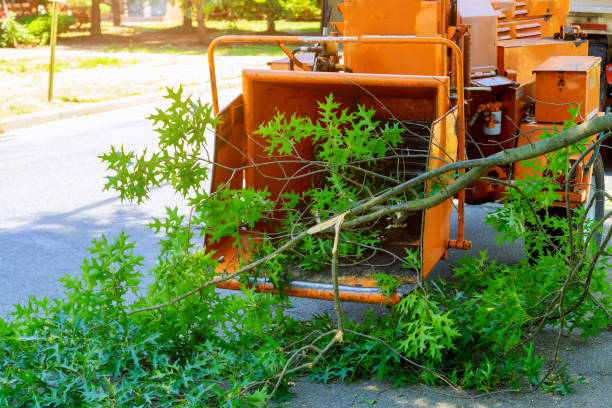 Best Arborist Services Near Me  in Benld, IL